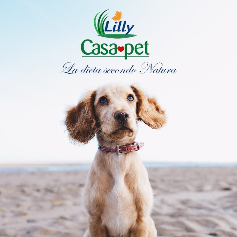 Lilly Casa Pet — The Journey of Life, progetto video e storytelling per il lancio e-commerce